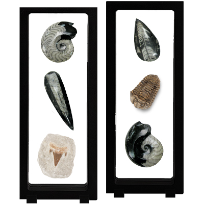 Fossils in Floating Display
