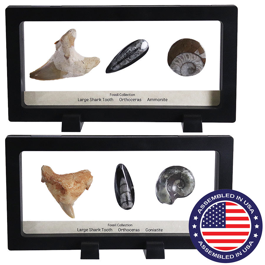 Fossils Window Display Floating Displays | Silver Streak