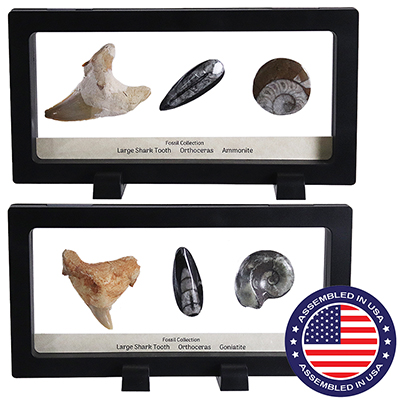 Fossils in Floating Display