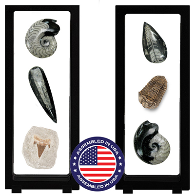 Fossils in Floating Display