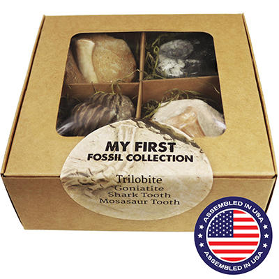 My First Fossil Collection-4pc