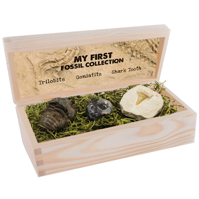 My First Fossil Collection-3pc