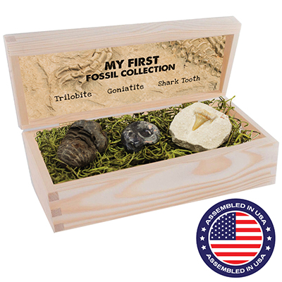 My First Fossil Collection-3pc